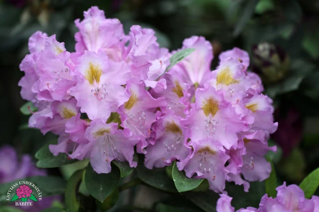 Rhododendron   'Bruno Ābele'